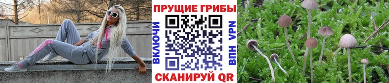 Галлюциногенные грибы MAGIC MUSHROOMS  Купить закладки  Строитель 